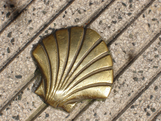 La coquille Saint-Jacques